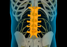 Lumbar Spine Anatomy