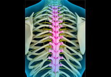Thoracic Spine Anatomy